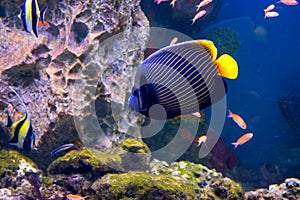 The aquarium inhabitants of the underwater world
