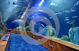 Glass tunnel in Oceanografic aquarium