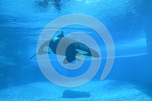 Aquarium Killer Whale
