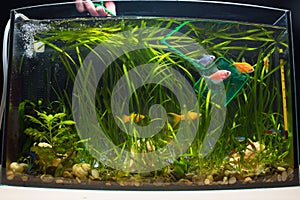 Aquarium landing net. Change water in aquarium. Home pets aquarium fishes