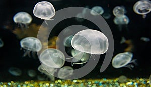 Aquarium Moon Jellyfish