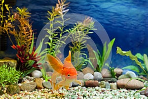 Aquarium Native Gold Fish