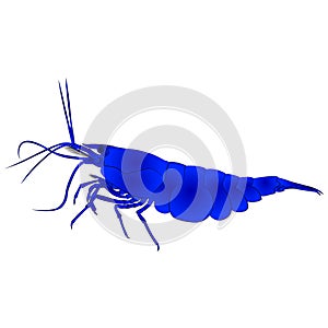 aquarium neocaridina freshwater shrimp atyidae, caridina aquatic animal graphic illustrations aquarium fish