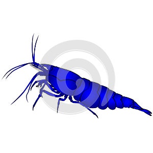 aquarium neocaridina freshwater shrimp atyidae, caridina aquatic animal graphic illustrations aquarium fish