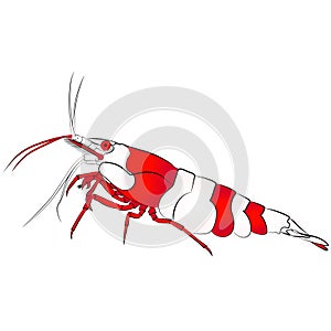 aquarium neocaridina freshwater shrimp atyidae, caridina aquatic animal graphic illustrations aquarium fish