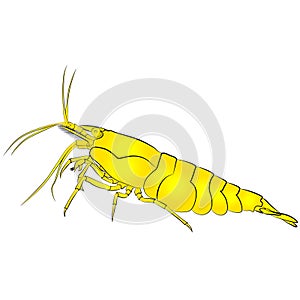 aquarium neocaridina freshwater shrimp atyidae, caridina aquatic animal graphic illustrations aquarium fish