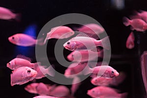 The Aquarium Ornaments Fish Collection