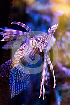 The Aquarium Ornaments Fish Collection