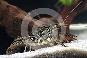 Aquarium pet marmorkrebs, Procambarus fallax forma virginalis in the pond