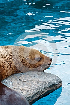 Aquarium Pinnipedia Seal Sea Lion Sleeping on Rock