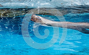 Aquarium Pinnipedia Seal Sea Lion Swimming with head out of water with mouth and eyes open