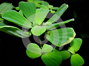 Aquarium plant