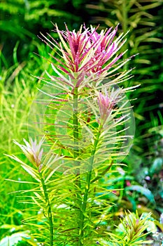 Aquarium plant Limnophila hippuroides