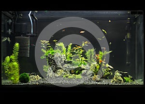 Aquarium with plants