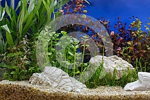 Aquarium plants decoration, aquatic fern and aquarium plant grow