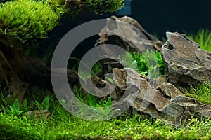 Aquarium plants decoration, aquatic fern and aquarium plant grow