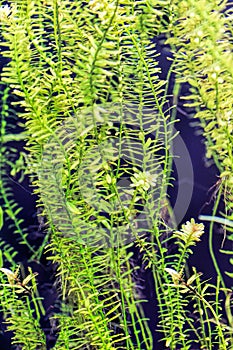 Aquarium plants and fish - Elodea algae photo