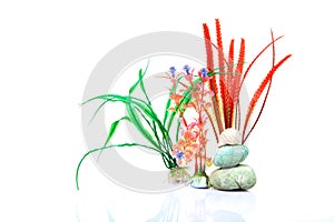 Aquarium plants and sea-shells