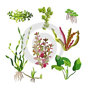 Aquarium plants set. Cartoon underwater algae. Seaweed natural elements.