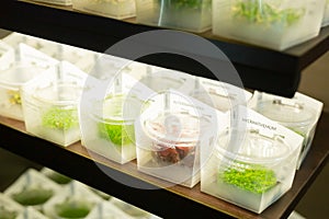 Aquarium plants on shelves of pet shop