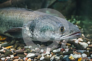 Aquarium predatory fish Channa snakehead in search of a victim