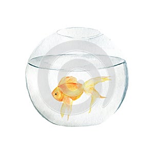 Aquarium, a realistic aquarium with fish and algae. Watercolor illustration of aquarium with fish isolated on white