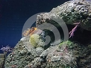 Aquarium reef scene
