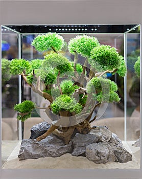 Aquarium with rock scape and tree