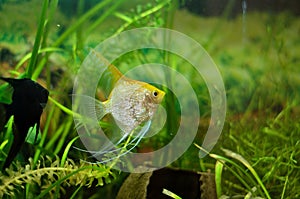 Aquarium Scalare fish floating in the water