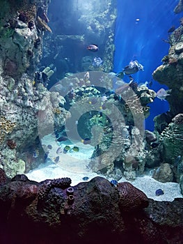 Aquarium sea creatures with reef