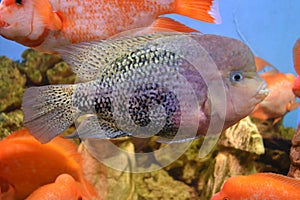 Aquarium sea fish