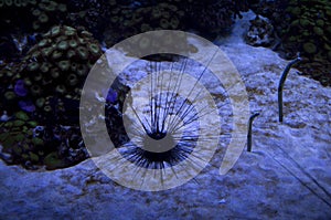 Aquarium of sea warms and sea urchin