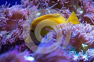 Aquarium sea yellow angel fish anemonas pets photo