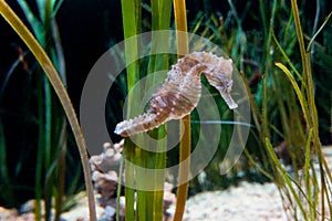 Aquarium Seahorse in tank