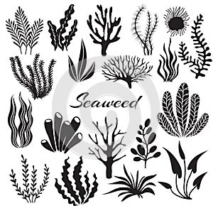 Aquarium seaweeds. Underwater plants, ocean planting. Vector seaweed black silhouette isolated set photo