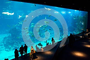 Aquarium, Singapore