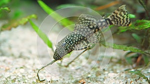 Aquarium spotted catfish Ancistrus feeding sucks on algae