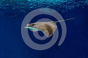 Aquarium stingray in tank