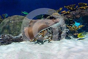 Aquarium stingray in tank