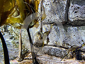 An aquarium of swimming Leafy Sea Dragons at Seaworld Orlando Florida