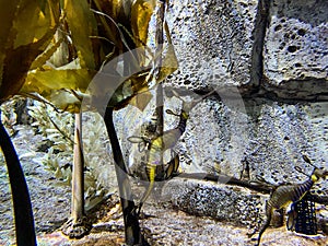 An aquarium of swimming Leafy Sea Dragons at Seaworld Orlando Florida