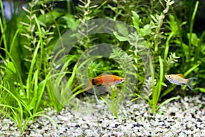 Aquarium Swordtail and Molly