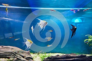 Aquarium tank with different freshwater fish pets. neon tetra, angelfish and anothers