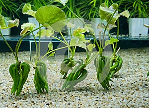 Aquarium tank with a variety of aquatic plants