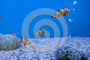 Aquarium thailand