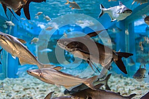 Aquarium thailand