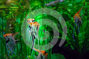 Aquarium with tropical cichlids amazing fish Scalare pterophyllum. Exotic beautiful fish on a background of bright green algae.