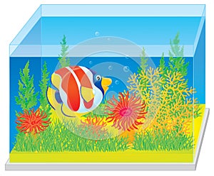 Aquarium with a tropical fish