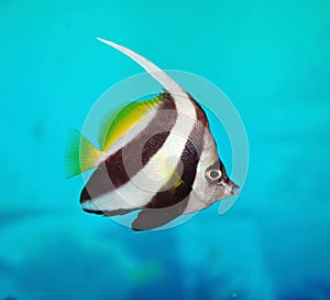 Aquarium tropical fish