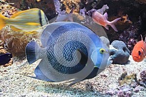 Aquarium photo
